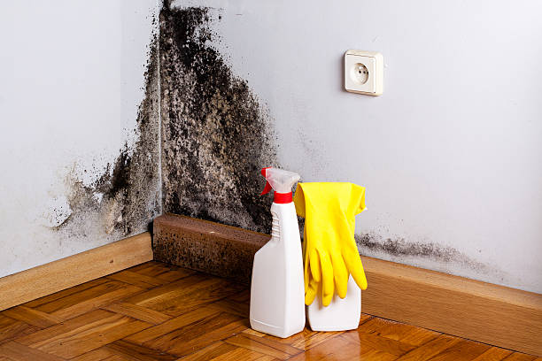 Water damage restoration mold remediation in St Bonifacius, MN